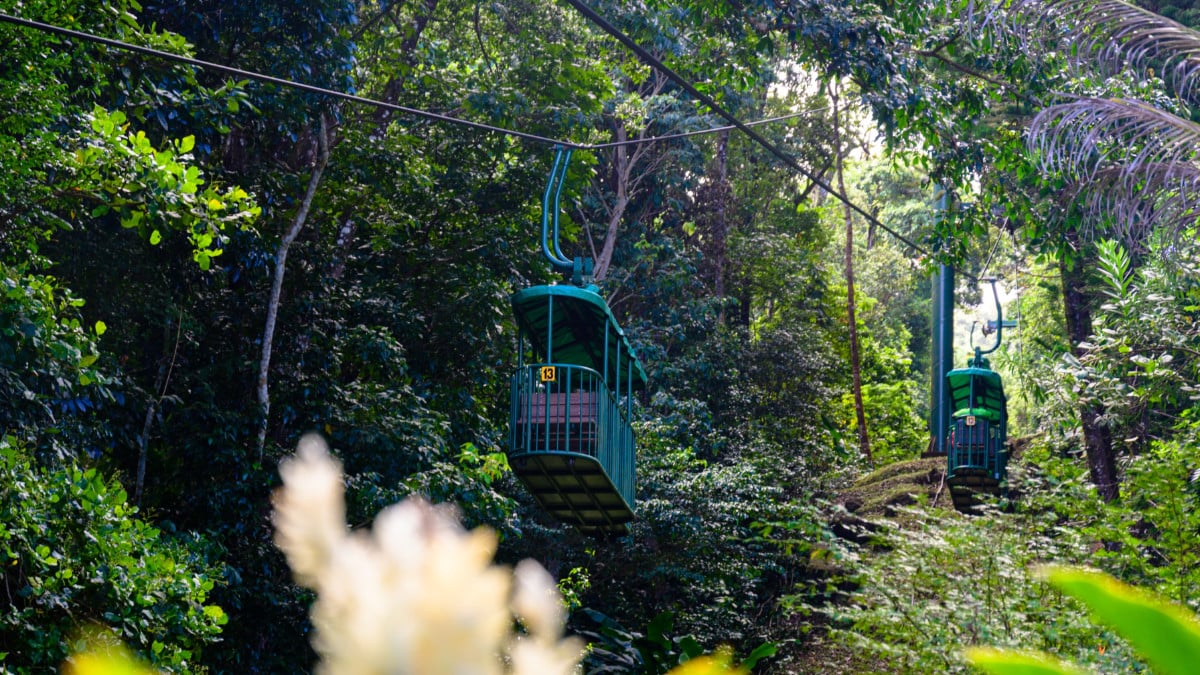Tram Tour through the Rainforest